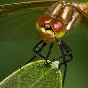 Dragonfly_X6201359_06-20-2020-001a.jpg