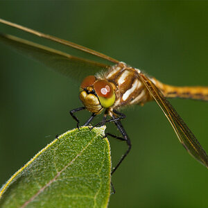 Dragonfly_X6201361_06-20-2020-001.jpg