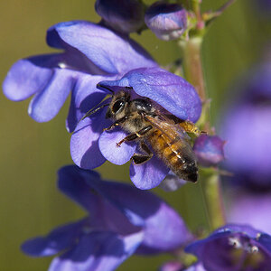 Honeybee_X6201334_06-20-2020-001.jpg