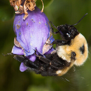 Bumblebee_X6241449_06-24-2020-001.jpg