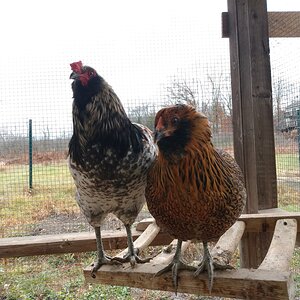 Bunny & Cheeks on a roost