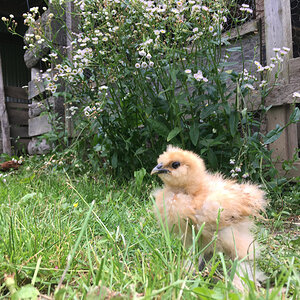 Silkie chick