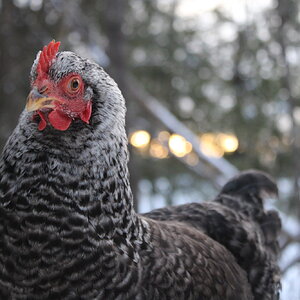 Maisy the Cuckoo Maran (Mix)