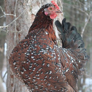 Jewels the Speckled Sussex