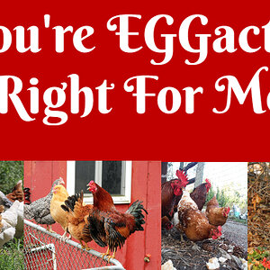 You're EGGactly Right For Me.jpg