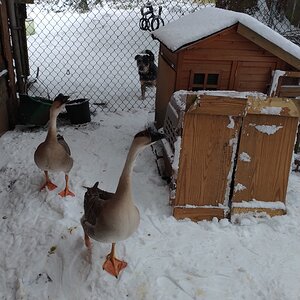 Mavy & Goose in December Snow