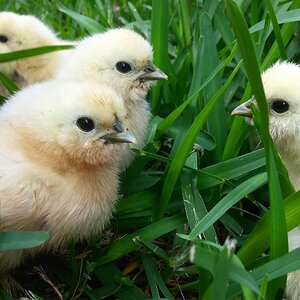 Sophie's Chicks