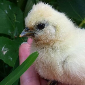 One of Sophie's Chicks