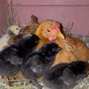 Patient Peanut and her crazy chick