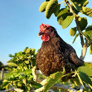 Regina - Bantam Australorp.jpg