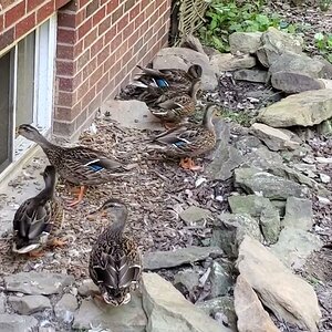 Wild Mallards may want to move in