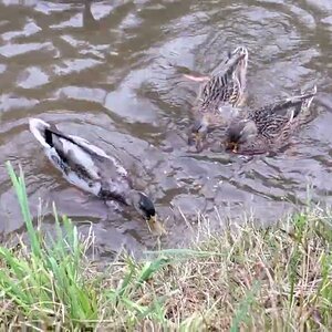 Feeding the Ducks and the Mallards at the pond HD