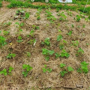 Strawberry patch after weeding