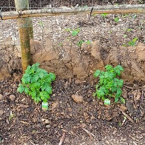 First tomato plants