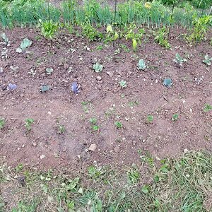 Brassica (cabbage/kale/kohlrabi) and potatoe plants in the garden