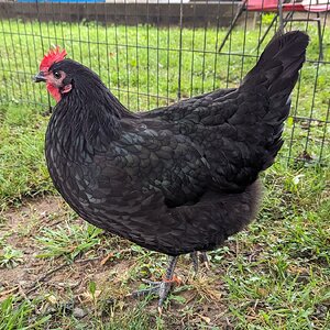 Standard-Bred Chicken Show 53a.jpg | BackYard Chickens - Learn How to ...