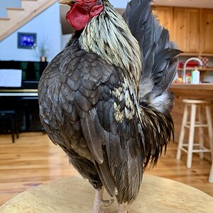 Standard-Bred Chicken Show 61e.jpg