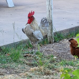 Standard-Bred Chicken Show 62.jpg