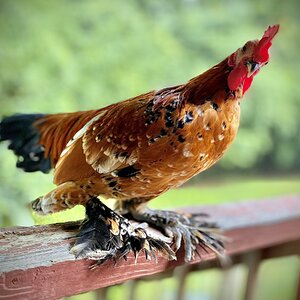 Standard-Bred Chicken Show 92b.jpg