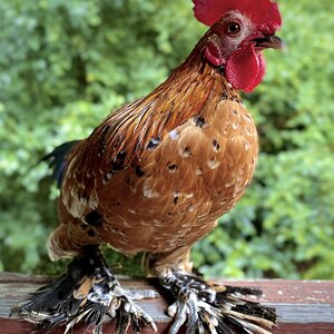 Standard-Bred Chicken Show 92d.jpg