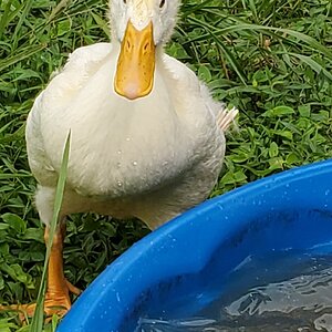 Does this young drake needs to be wrapped to correct his feathers?