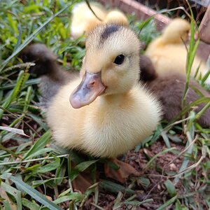 Silver Appleyard duckling