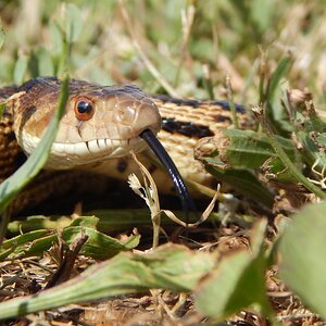 Creepy Critter Photo Contest 1.jpg