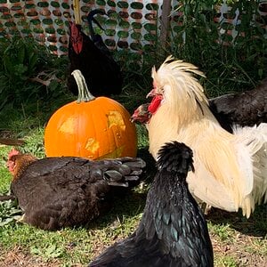 Poultry Pecking Pumpkins Photo Contest 8.jpg