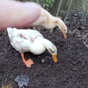 Chaos, Mayhem and the Incubator Gang are helping With The Compost Pile. 🦆