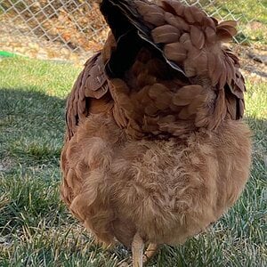 Fluffy Butt Photo Contest73.jpg