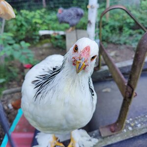 Poultry and Pals Photo Contest 23.jpg