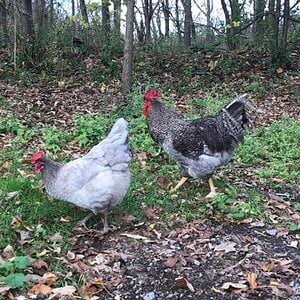 Cutest Couples Photo Contest—Poultry Edition 130.jpg