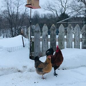 Cutest Couples Photo Contest—Poultry Edition 132.jpg