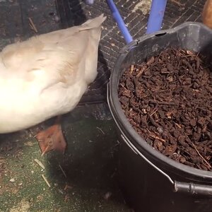 Sunny Sunshine and Chaos helping with the Compost ð¦