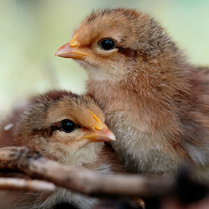 Cutest Baby Fowl Photo Contest 127.jpg