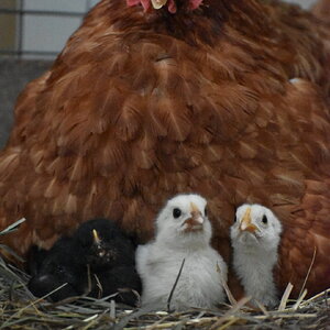 Cutest Baby Fowl Photo Contest 215.jpg