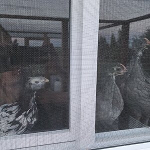 The window roost