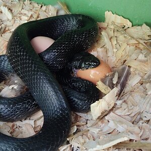 Black Rat Snake Eating Egg.jpg