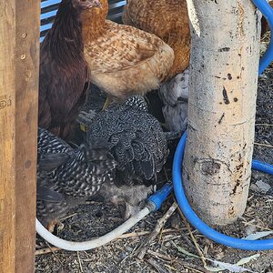 Apparently there was a line for the dust bath