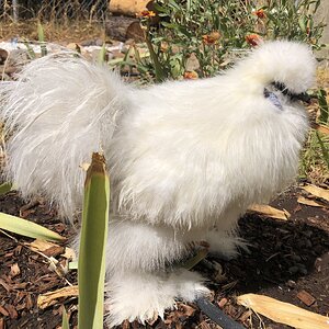 Silkie roo