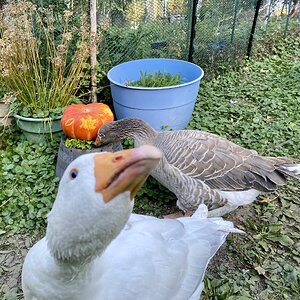 Poultry Pecking Pumpkins Photo Contest 9.jpg