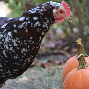 Poultry Pecking Pumpkins Photo Contest 12.jpg