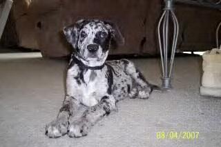 101557_cajun20catahoula20leopard20dog.jpg