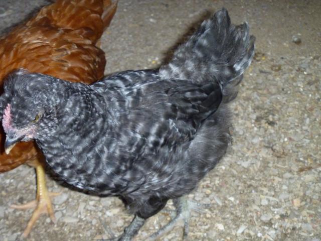 100379_chicken_photos_176.jpg