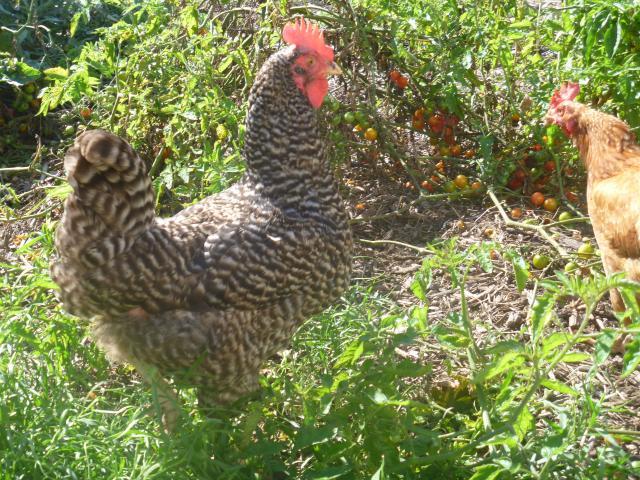 100379_chicken_pictures_8oct2011_015.jpg