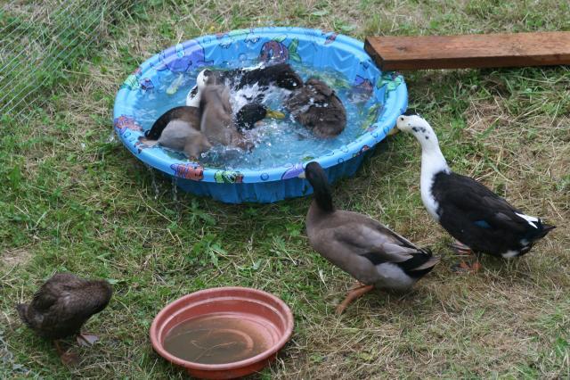 duck blow up pool