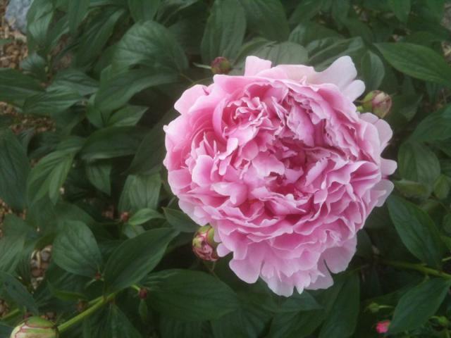 100539_peony.jpg