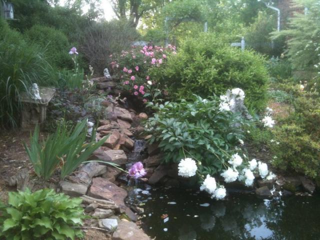 100539_pond.jpg