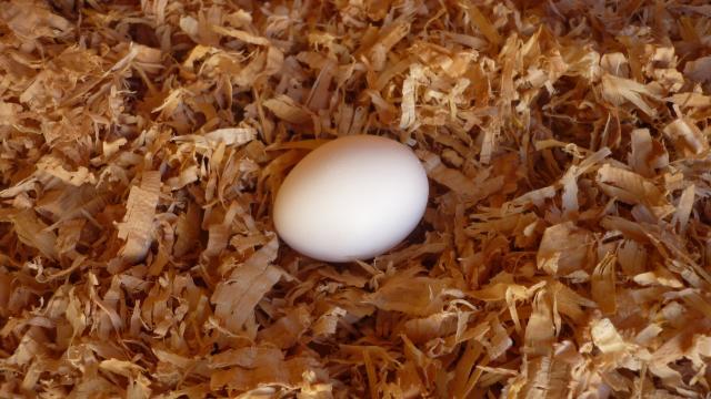 101565_fiddles_first_egg.jpg