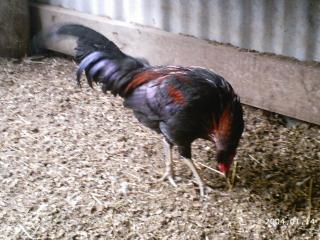 10175_2004-01-14_birds_and_pigs_099.jpg